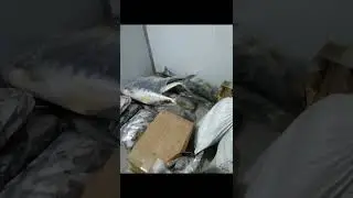 Fish cold room in Uttara Dhaka, Cold room supply in Bangladesh