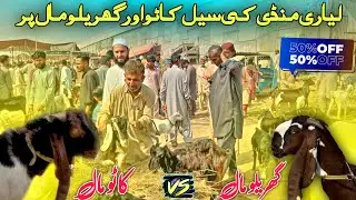 Lyari Mandi Goat Sale | Street Goat Market vsHome-Raised Goats | Latest Prices &Beautiful Animals