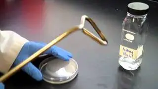 spread plate with title.mp4