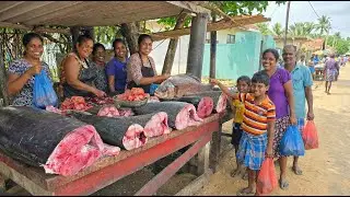 Wow! Market's Morning Glow Capturing the Golden Hour Beauty of Sri Lankan Fish
