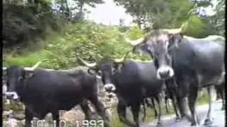 Trashumancia de vacas tudancas