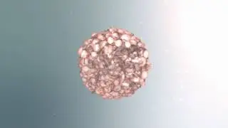 Flower Explosion | After Effects Template 15909623