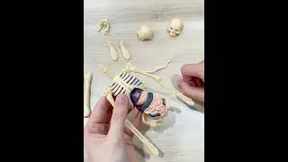 🔬 Build & Learn! Wholesale Anatomy Toys for Kids | STEM Biology Models | STARIVER  #learningresource