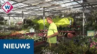 Tuincentrum zucht onder warmte: planten krijgen met wiskundige precisie water - OMROEP WEST