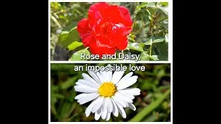 Daisy and Rose, a tale of impossible love