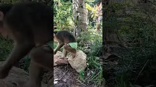 Cute baby monkey #monkey #monkeylubu #monkeyvideo #monkeyluice #monkeydluffy #babymonkey #monkey4u