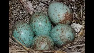 Cyprus wheatear (Oenanthe cypriaca) bringing food to the nest with 6 chicks    (From eggs to chicks)