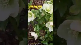Lenten Rose in Bloom/Early Spring Beauty #lentenrose #helleborus  #springflowers #shadegarden