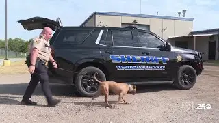 From a New York pound to a Madison County police car, rescue pit bull becomes cop