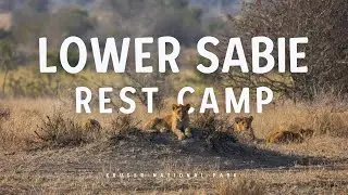 Lion overload! Lower Sabie, Kruger National Park