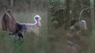 TWO TURKEYS IN AN HOUR! CRAZY VIRGINIA TURKEY HUNT!
