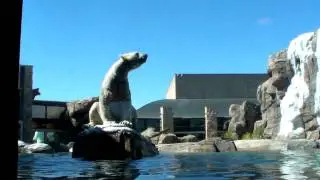 Kansas City Zoo Polar Bear