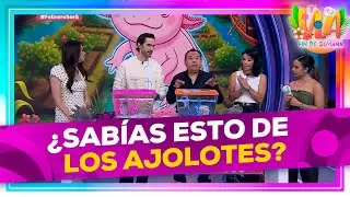 ¡Te contamos todo de los ajolotes en su día nacional! 🩷👀 | VLA Fin de semana