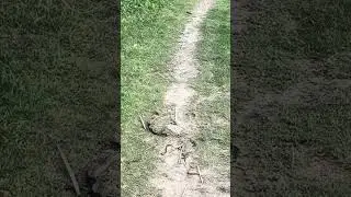 Rare Moment: Watch a Snake Give Birth in the Wild