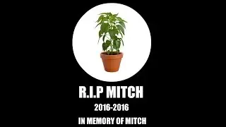 R.I.P Mitch The Plant! 2016-2016 :(