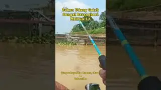 Mancing Udang Galah sungai batanghari jambi #mancingudanggalah #mancing #mancingliar  #shorts