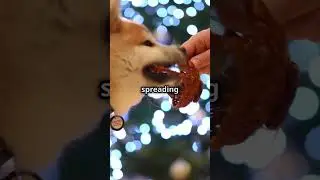 Shiba Inu&rsquo;s Christmas Zoomies! 🐕✨