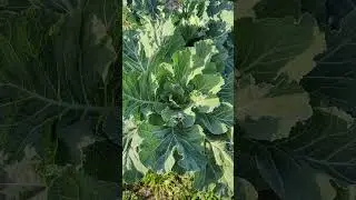 Healthy collard green plants.@ Wide Ope Transit Farm