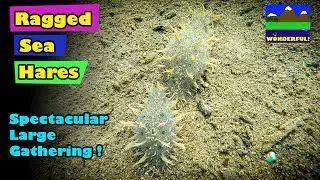 Hong Kong Marine Invertebrates - Ragged Sea Hare - Large Gathering in Spring - (藍斑背肛海兔) SUPER CUTE !