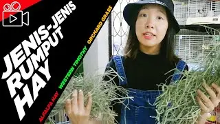 JENIS-JENIS RUMPUT HAY JERAMI | MAKANAN UTAMA SMALL ANIMALS