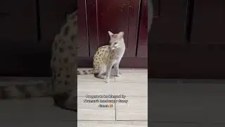 Ooooo he&rsquo;s got the moves like Jagger 🕺🏾#animals #genet #dancydance