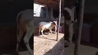 Cow Love 236 #cow #shorts #karachimandi #aicow #cowvideos