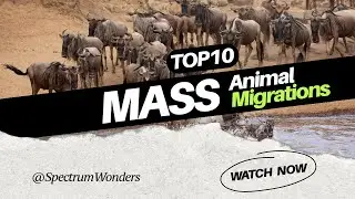 Unveiling NATURE'S WONDERS: Top 10 ASTONISHING Animal Migrations That Will Leave You BREATHLESS!🌍🦋