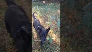 ricerca! #dog #dogtrainer #dogtraining #cinofilia #k9 #rescue #rescuedog #dogs #cani #educazione