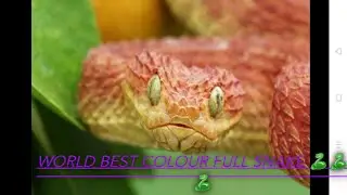 colour full snake 🐍🐍