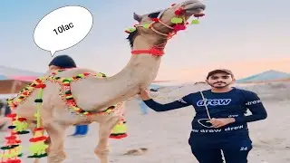 fsd mandi 2024 🥰 Mandi buhat Taz ha