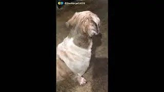 Biegnij swobodnie Cubie, m&oacute;j aniele! | Cubie | Biegnij swobodnie | Shih Tzu | 🐕💗🐕&zwj;🦺💖🐩| Zwierzęta ...