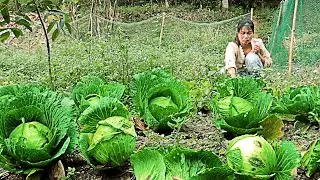 the process of growing zucchini for the new crop. rural life