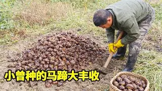 小曾种的马蹄丰收了，老罗挖一会儿就挖满一篮子，果实又大又甜嘎嘣脆真好吃！！【侗家老罗】