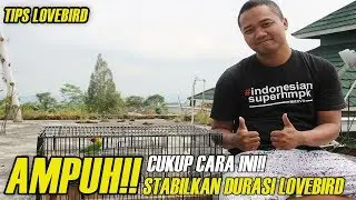 TIPS LOVEBIRD : AMPUH!!! Cukup CARA INI Stabilkan DURASI LOVEBIRD