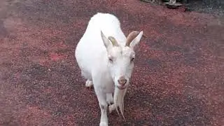 [Hamura Zoo Vol.4] A friendly goat is saying hello to me!
