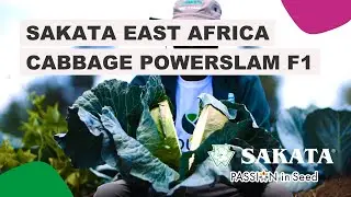 Powerslam F1 hybrid cabbage in East Africa