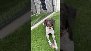 Gotta love a #GSP 🤠 #beautiful #dogs #pets #Fetch #Master #germanshorthairedpointer #funnypets