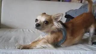 Minihund zeigt Z&auml;hne-Chihuahua bei mir zu Besuch