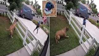Amazon Delivery Driver Sprints And Jumps Over Fence, After Seeing Huge Dog