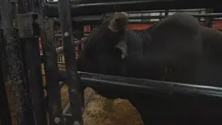 2023 PBR World Finals at Dickies Arena in Fort Worth