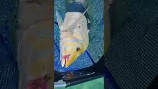 fly fishing spangled emperor with Coyote ugly fly pattern