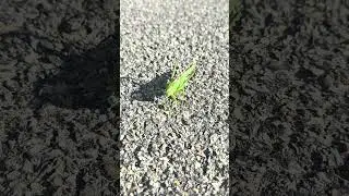 Cricket jumping at camera Tettigonia viridissima great green bush-cricket Gro&szlig;es Heupferd #nature