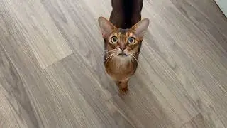 Cats eagerly greet me after I come home