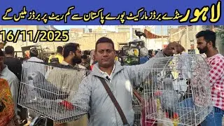 All Pakistan Challenge Love Birds at very low prices.#pashabirdsvlogs #birds #talkingparrot 