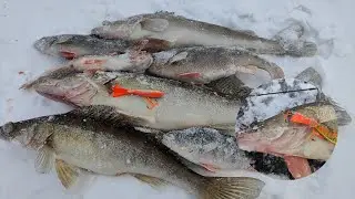 Судак АТАКУЕТ БЕЗ РАЗДУМИЙ! Балансир ХАМСА творит чудеса! Жигулевское море в Январе