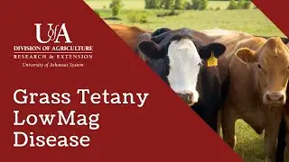 Grass Tetany Low Magnesium Disease in Cattle and other Livestock