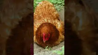 How has #backyard #poultry evolved in #india over the past decade?