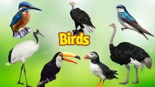 Familiar Animal Sounds - Toucan, Eagle, Crane, Swan, Ostrich, Swallow, Kingfisher - Animal Moments