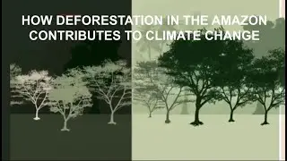 1&ordm; Comprehension Text: How deforestation in the Amazon contributes to climate change.