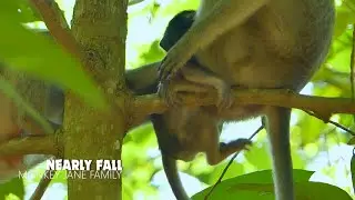Nearly fall... Pitiful baby monkey Ale got serious injured but mum seem don't know to take care